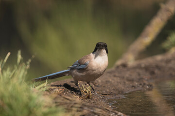 Azure-winged magpie (Cyanopica cyanus) standing by the water, attentively observing in a naturally lit environment.