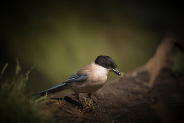 Azure-winged magpie (Cyanopica cyanus) leaning down to drink water, with a blurred green background highlighting its plumage.
