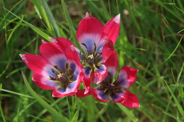 Tulpe humilis Little Beauty (Wildtulpe)
