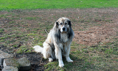 Australian shepherd dog stare down