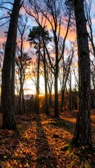 Obraz premium Autumn forest sunset