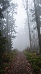 Fototapeta premium Misty Forest Path with Tall Trees and Brown Leaves on the Ground in Autumn