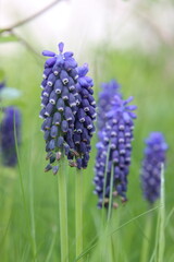 Weinbergs-Traubenhyazinthe mit weiteren Blüten im Hintergrund