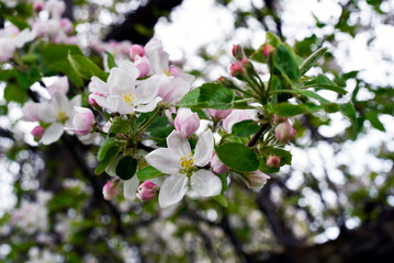 apple tree blossom