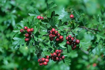 Twig with red fruits of Crataegus - commonly called hawthorn, thornapple, May-tree, whitethorn, or hawberry. It is edible and medicinal plant. Used to jams, jellies, juices, alcoholic beverages.
