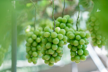 シャインマスカット農園で実っている様子