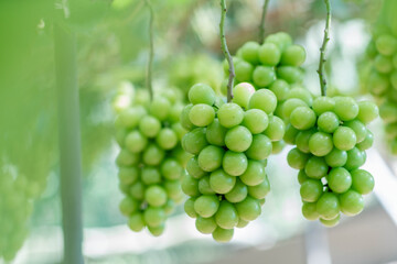 シャインマスカット農園で実っている様子