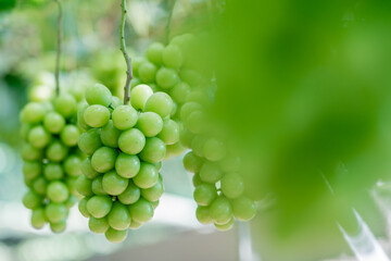 シャインマスカット農園で実っている様子