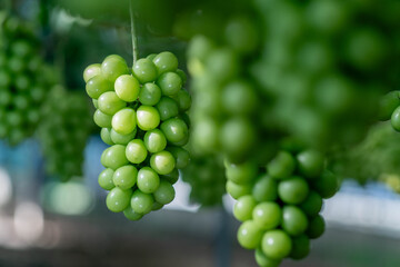 シャインマスカット農園で実っている様子