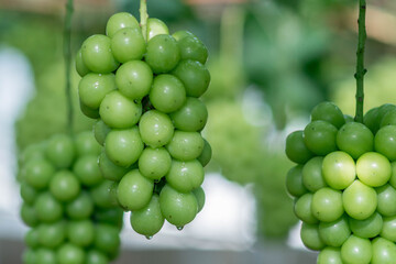 シャインマスカット農園で実っている様子