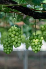 シャインマスカット農園で実っている様子