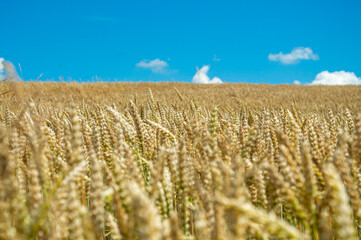 Expansive wheat field sways gently in the breeze, with bright sunshine illuminating the golden stalks against a clear blue sky