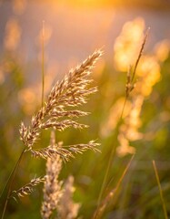 Close Up of Golden Grass in a Field at Sunset with Warm Light and Soft Green Background