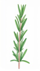 Fototapeta premium Rosemary Sprig Illustration on White Background Aromatic Culinary Herb for Cooking