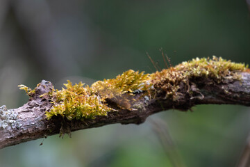 Beauty of Nature, a tree branch adorned with both mosses and lichens