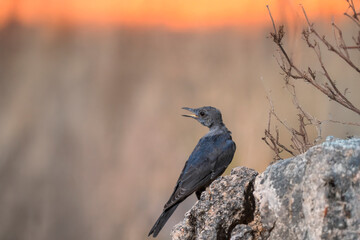 Juvenile blue rock thrush (Monticola solitarius) perched on a rock at sunset, with the sky glowing in warm tones.