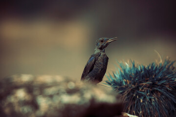 Artistic photograph of a juvenile blue rock thrush (Monticola solitarius) in a rocky environment, with creative lighting and dramatic atmosphere.