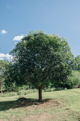 Solitary mango tree on lush green meadow beneath clear blue sky