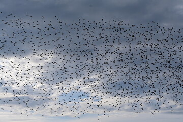 Ein riesiger Schwarm Stare am wolkigen Himmel