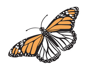 Elegant Monarch Butterfly Illustration with Orange and Black Wings Isolated on White Background for Design Projects