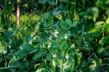 Lush green pea plants thrive in a small garden, adorned with delicate white flowers, basking in the...
