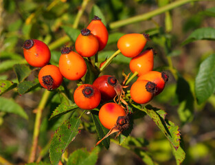 Autumn themes. Wild rosehips ripening on the bush. Rosa canina. Portugal. Selective shallow focus...