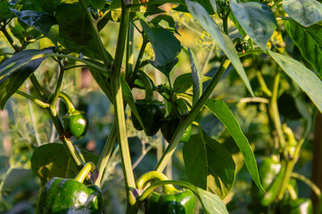Lush green bell pepper plants thrive under warm sunlight, showcasing ripe peppers ready for harvest...