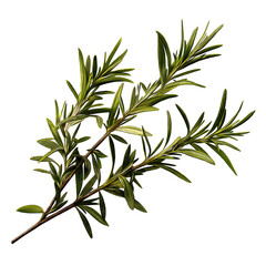 Fototapeta premium Rosemary sprigs with needle like leaves in rich green color, fresh and aromatic herb used in cooking and decoration, isolated on transparency background