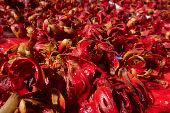 Nutmeg mace drying in the sun