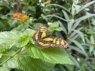 butterfly on leaf