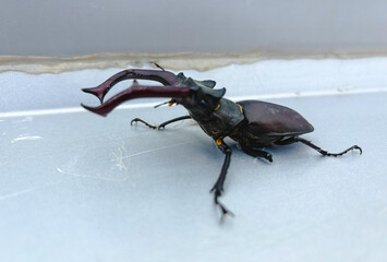 Macro view of a stag beetle with large, curved mandibles. The insect's detailed body structure and textured exoskeleton make it a striking example of macro wildlife photography.