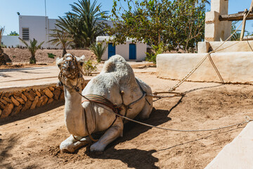 A camel in a Tunisian garden