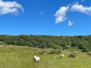 Fototapeta premium The Beautiful Welsh Countryside