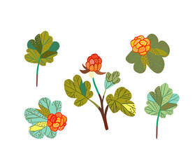 A collection of cloudberries and leaves. Illustration featuring a northern berry.