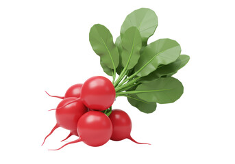 Isolated bunch of fresh radishes with green leaves for a healthy vegetable diet