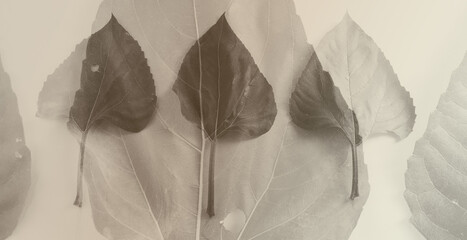 Sepia toned leaves in double exposure for nature art.