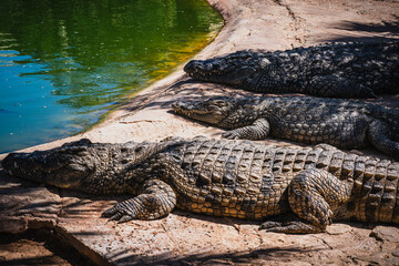 Crocodile in Tunisian garden on Djerba