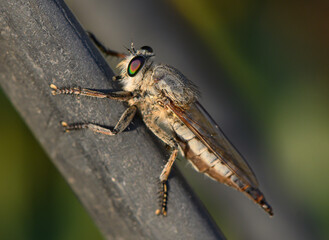 Robber fly with prey on branch in Cyprus