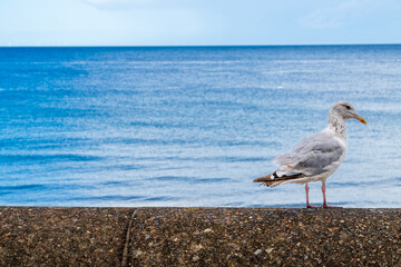 Grey Seagull bird on a wall with the sea or ocean behind with copy space