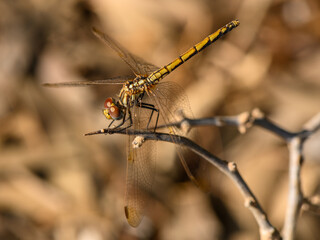 Dragonfly Resting on a Branch in Sunset Light
