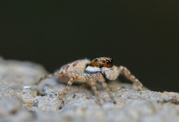 Tiny Jumping Spider Perched on Rock in Cyprus.