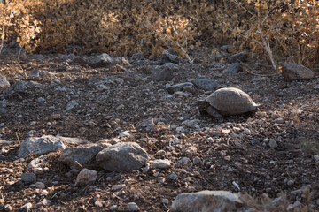 Desert wild tortoise in arid landscape