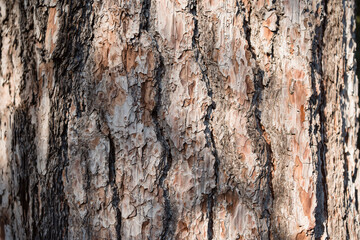 pine tree bark texture close up