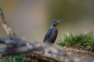 Juvenile blue rock thrush (Monticola solitarius) on a dry branch, showing its bluish-gray plumage.