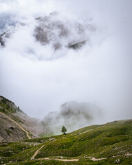 Lonely tree hiding in the mist