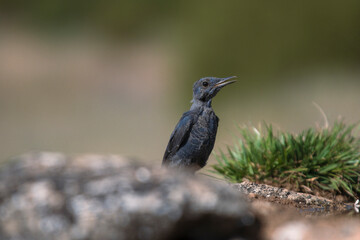 Juvenile blue rock thrush (Monticola solitarius) perched on a rock with open beak, looking sideways.