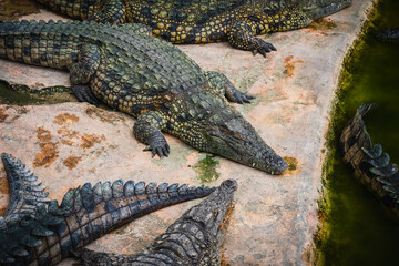 Crocodile in Tunisian garden on Djerba