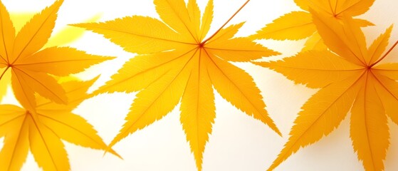 Vibrant Yellow Maple Leaves Autumn Nature Backdrop