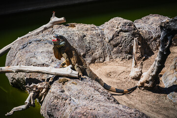An iguana is warming itself on a rock