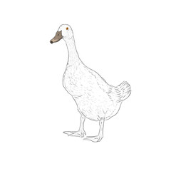duck unlo png3.eps